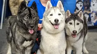 My Dogs Are Ready to Party at the Canadian Pet Expo!