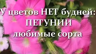 Вырастите эти Петунии и они вас Очаруют!  Лучшие сорта ампельных петуний которые я выращиваю