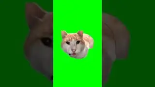 кот кушает футаж