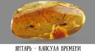 Янтарь - капсула времени