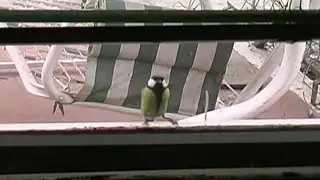 L'avifauna e le vetrate