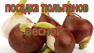 ПОСАДКА ТЮЛЬПАНОВ ВЕСНОЙ