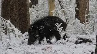 Kerstvideo hertenbosch