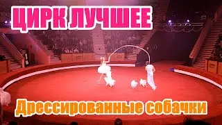 Цирк Лучшее | Дрессированные собачки | Лучшие цирковые номера сезона | Анастасия Новичкова 