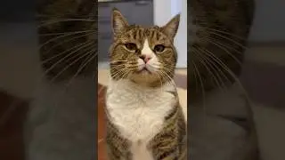 Кот Васька в недоумении