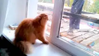 Кот - защитник дома