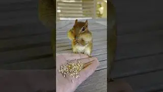 FEEDING CHIPMUNKS PEANUTS 🥜🐿😋 #shorts