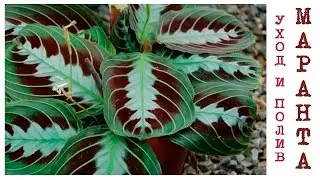 Маранта (Maranta) уход и полив