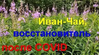 Заготовка Иван Чая, подпитка иммунитета