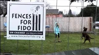 Fences For Fido 