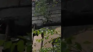 Голуби