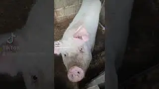AM LUAT PORC