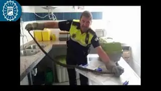 180709 #PolicíaLocalMálaga 🚔 #GRUPRONA 🐍 Captura de #culebra de 1,20 metros en #carro de #bebé