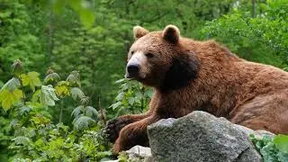 Бурый медведь \ Bear broun