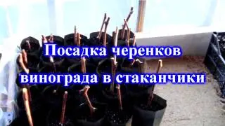 Посадка черенков винограда в стаканчики 2017