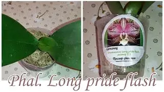 Phal. Long pride flash в размере 2,5'| Обработка Листьев Орхидеи водкой | Полив после пересылки