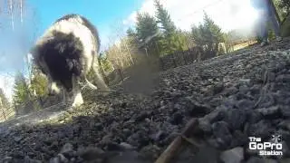 GoPro - Twixtor : Dog Drinking (2000fps)