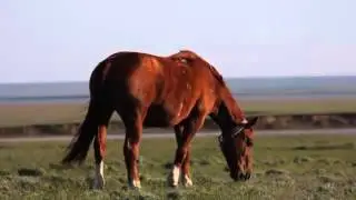 Калмыкия. Красивый  ролик.