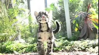 I am Mowgli, Hear Me Roar!