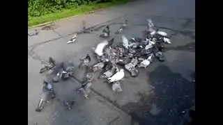 уважени между голубами