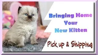 Bringing Home your New Kitten | Pick up & Shipping | Information Series Part 3