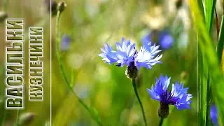 Cornflowers. GRASSHOPPERS chirping