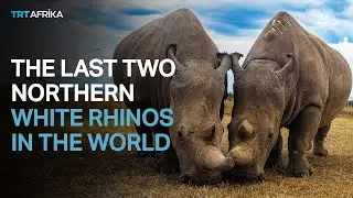 Saving Kenya's Last Two Northern White Rhinos