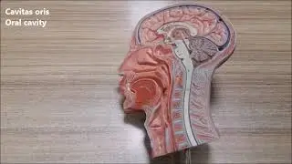 Damak anatomisi (Palatum anatomisi)