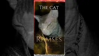 The cat  Ramses