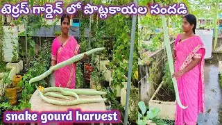 ఎంత పొడవు పొట్లకాయలో! |Snake Gourd Harvest In Terrace Garden | Snake gourd growing tips in telugu