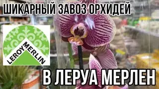 Свежий завоз орхидей в Леруа Мерлен || Лучшая уценка в этом году 🥹❤️|| Цены от 790₽