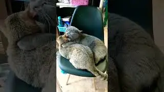 кошки))))