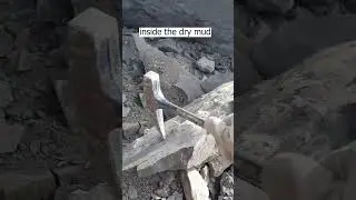 Fossils found in dry mud 