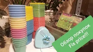 Fix Price purchases for violets and seedlings! February 12, 2019.