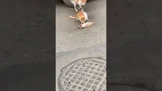 Mother cat mourning its dead kitten.