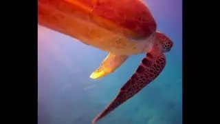Foto Fauna Red Sea 2016