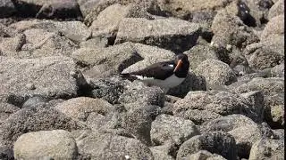 Oystercatcher
