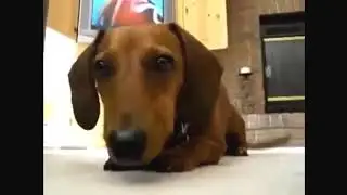 СМЕШНЫЕ ЖИВОТНЫЕ, КОТЫ, СОБАКИ и ДРУГИЕ | FUNNY ANIMALS, CATS, DOGS, and OTHERS  2019 !