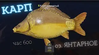 Русская рыбалка 4 озеро Янтарное КАРП ФАРМ  russian fishing 4 (РР4) lake Amber CARP FARM