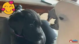 The story of Sweet Pea and Cooper, the cockatoo and the dog who are best friends