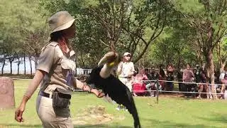 Bird of prey show at Safari Beach Jateng