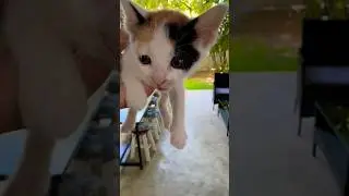 She doesn’t like to stay in hand #shorts #cutecat #cat #catlover #shortvideo