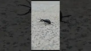 The beetle