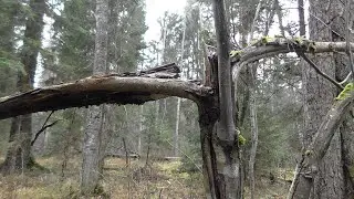 Шейная печать,сюжет что надо....