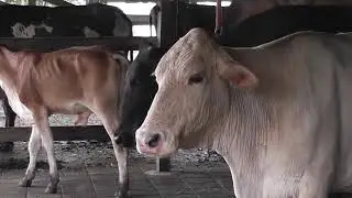 Nutrition and quality of milk