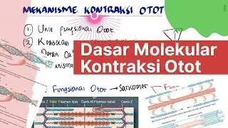 Muscle Physiology: Molecular Basis of Muscle Contraction