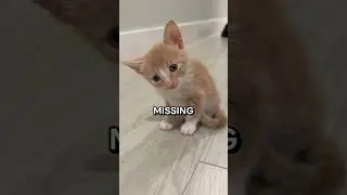 EVERY KITTEN WENT MISSING… 