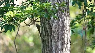 Olivaceous Woodcreeper, Grimpar Fauvette