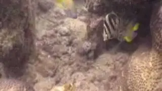 OCEÂNICA Mergulha em Abrolhos