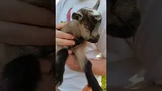 2 Days Old Baby Goat